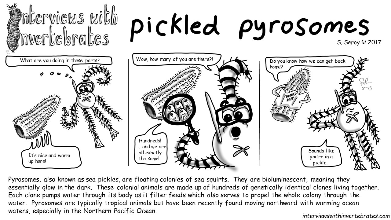 Pickle Creature pickled pyrosomes | interviews with invertebrates