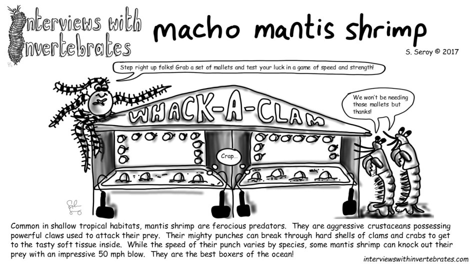 8 -macho mantis shrimp