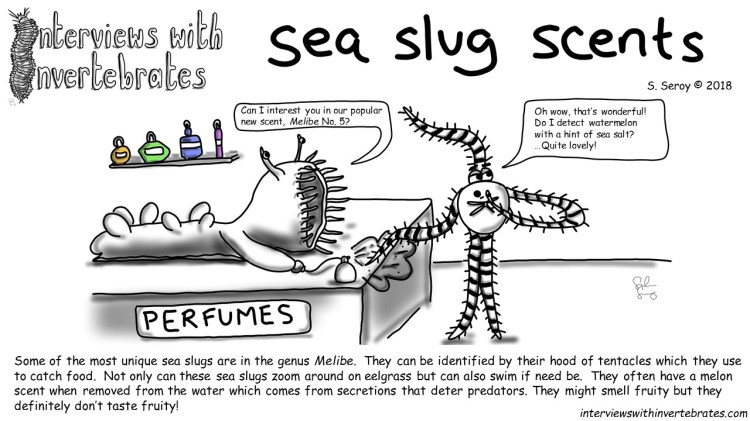 sea slug scents
