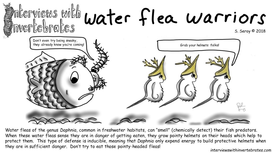 water flea warriors