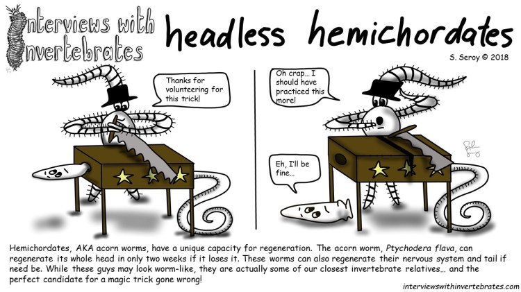 headless_hemichordates