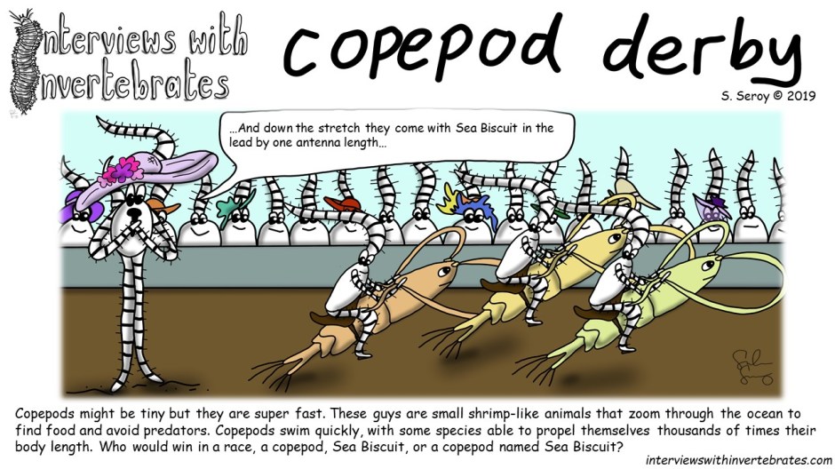 copepod derby.jpg