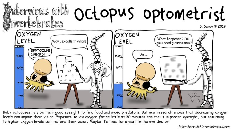octopus optometrist