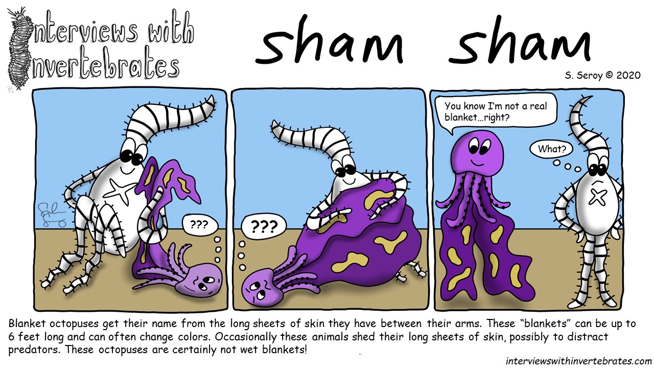 Sham Shaam Riddles sham sham | interviews with invertebrates